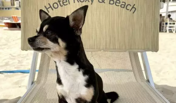 Luglio nella nostra SPIAGGIA PRIVATA insieme al tuo cane ☀️